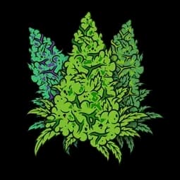 https://cannavate.nyc3.cdn.digitaloceanspaces.com/default.png https://cannavate.nyc3.cdn.digitaloceanspaces.com/default.png