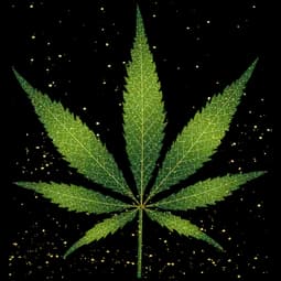 https://cannavate.nyc3.cdn.digitaloceanspaces.com/default.png https://cannavate.nyc3.cdn.digitaloceanspaces.com/default.png