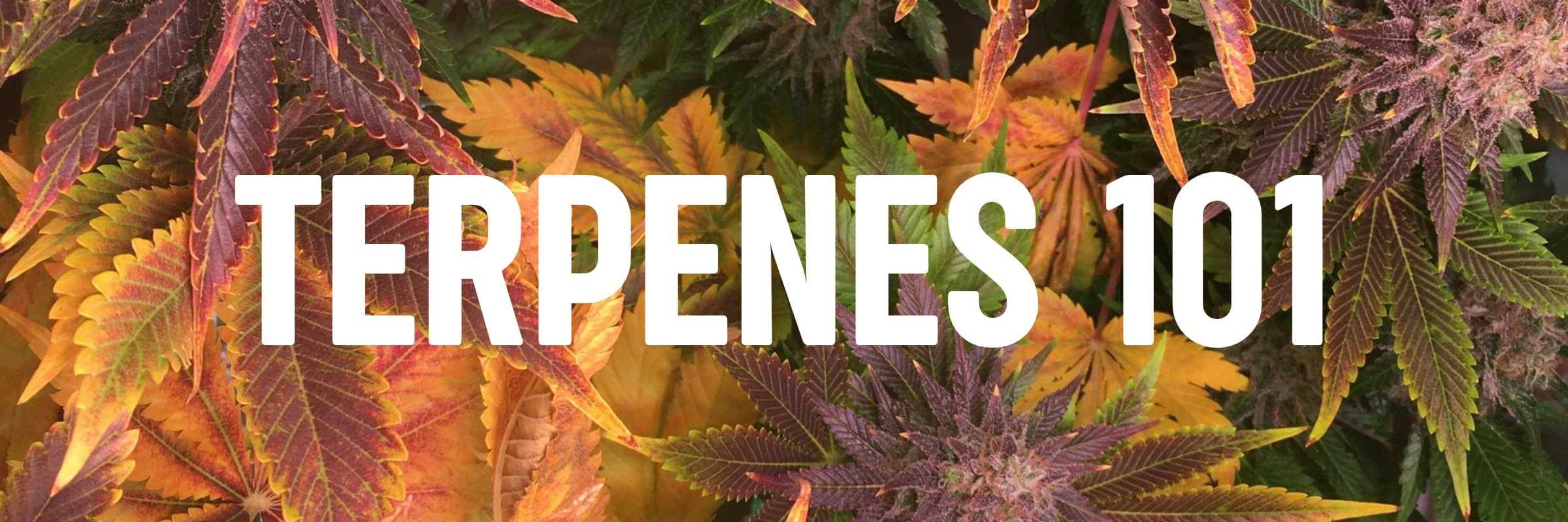 Terpenes 101: A Guide to Cannabis Terpenes Cannabis terpenes guide explaining terpene aromas, flavors, and profiles