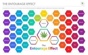 The Entourage Effect Overview horizontal business infographic illustration about cannabis as herbal alternative medicine and chemical therapy, healthcare and medical science vector.