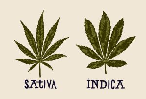 sativa and indica marijuana leaves vintage drawing.