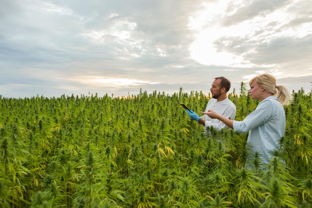 Two people on CBD hemp plants field showing growth. They are using tablet.
